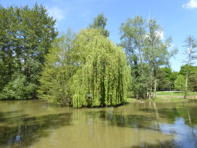 Weeping willow on the island in the lake at West Green House