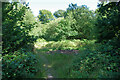 Small clearing, Langshott Wood