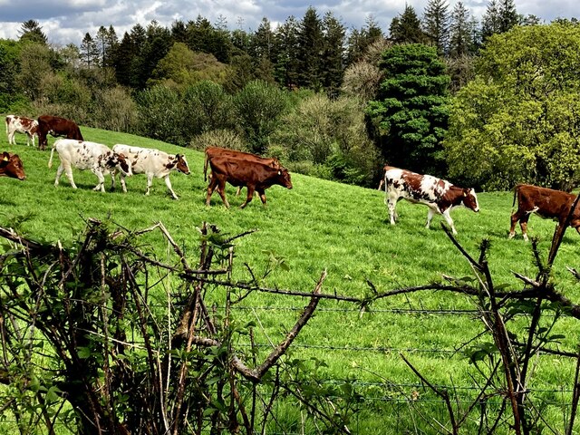 Cattle running down a field, Castletown
