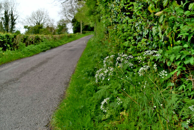 Cow parsley along Knockmoyle Road, Rosnamuck