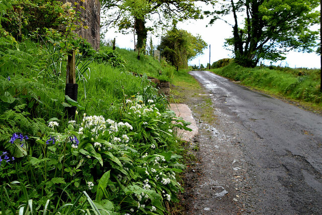 Bluebells and wild garlic along Rylagh Road