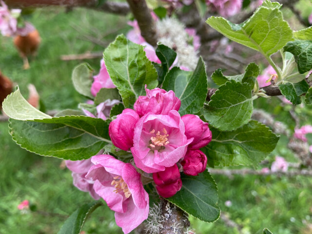 Apple blossom in our Black Isle orchard
