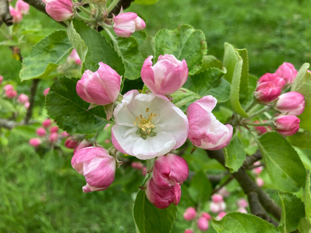 Apple blossom in our Black Isle orchard