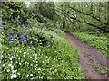 Habberley Valley Circular Walk in Easthams Coppice