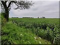 Farmland at Foston