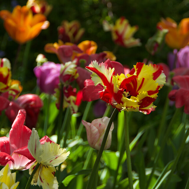 Tulips at Burnby Hall Gardens, Pocklington