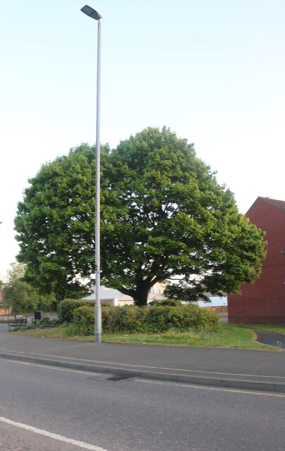 Tree on Norman Way, Melton Mowbray