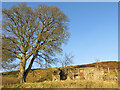 Ruined house by Crawleyside Bank (2)