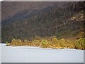 NN0391 : Pine forest, Loch Arkaig by Richard Webb