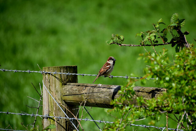 Sparrow, Mullagharn (Young)