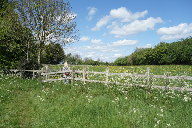 Field, Fence, Flowers