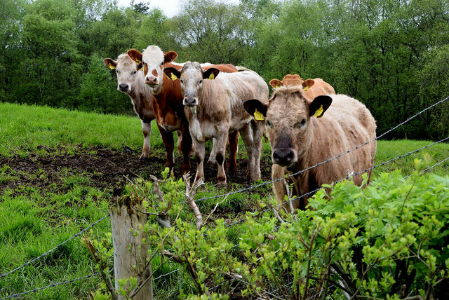 Curious cattle, Donaghanie