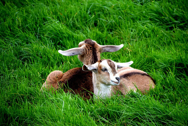 Goats resting in a field, Tattykeeran