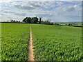 Footpath towards Hill Farm