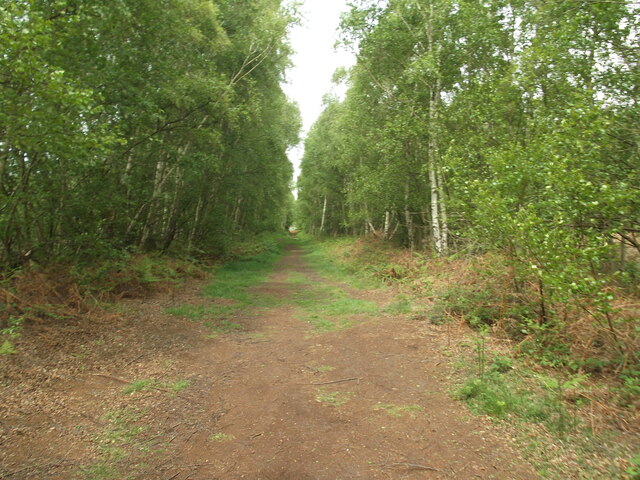 Track in the nature reserve