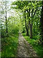 Footpath beside the railway