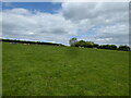 Sheep pasture with sheep and lambs in May