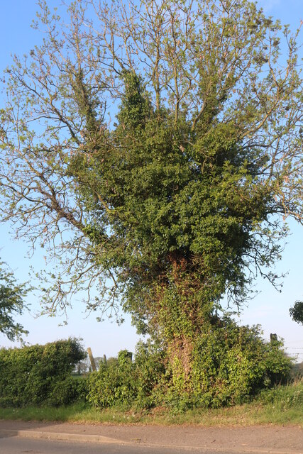 Tree by Oakham Road, Preston
