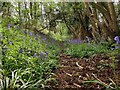 Bluebells and woodland near Middletown Hill