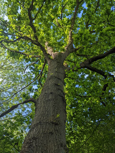 always-look-up-bob-harvey-geograph-britain-and-ireland