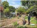 Allotment near Bingham Park