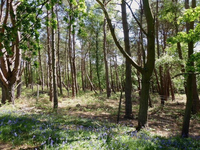 Newnham Park Wood