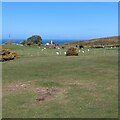 Sheep grazing on Great Orme