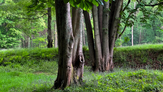 Trees by Earwig Lane