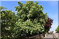 Blossom in Maybole