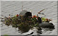 SX8375 : Coots' nest, Stover Country Park by Derek Harper