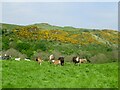 Cattle, Pitroddie Glen