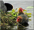 SX8375 : Coot chicks, Stover Country Park by Derek Harper