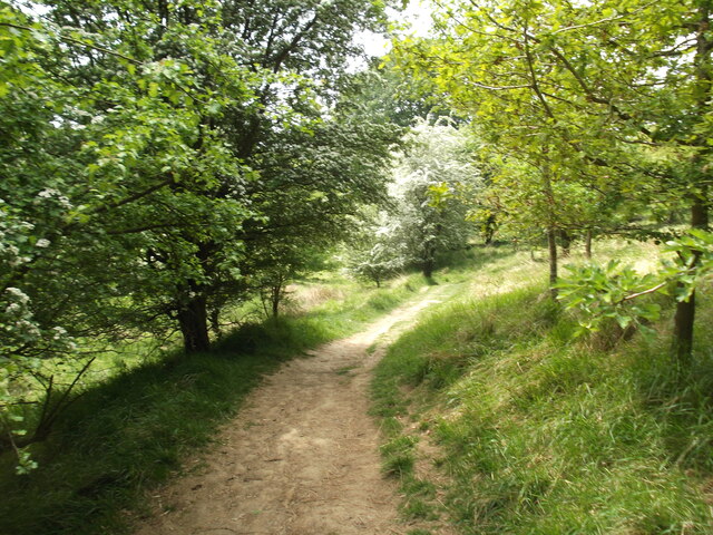 Tree-lined path through the park