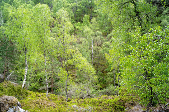 Spring foliage of Silver Birch, by the River Meig