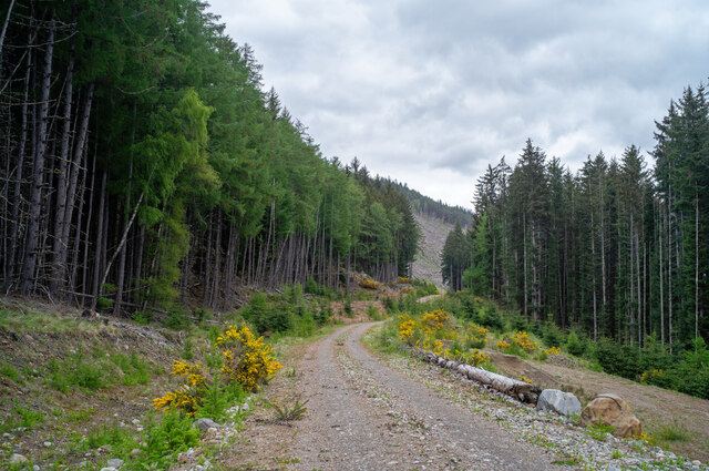 Forest road in Strathconon