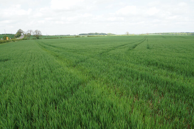 Wheat field on the edge of Bolsover