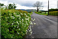 Cow parsley along Spring Road