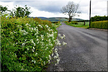 H5375 : Cow parsley along Spring Road by Kenneth  Allen