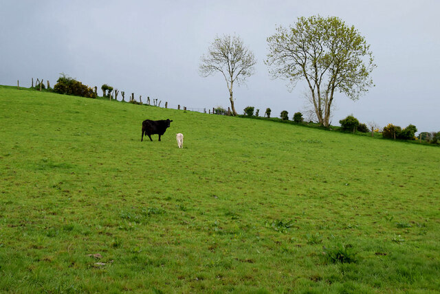 Cattle on a hill, Oxtown