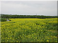 Oil-seed rape near Moss-side