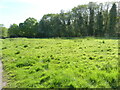 Area of grass with Cuckoo Flowers