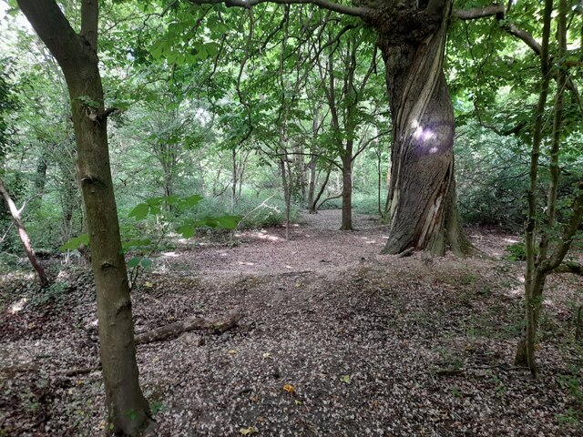 Woodland in Woodfield Park, West Hendon