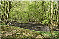 Dried pond, Marlpit Wood