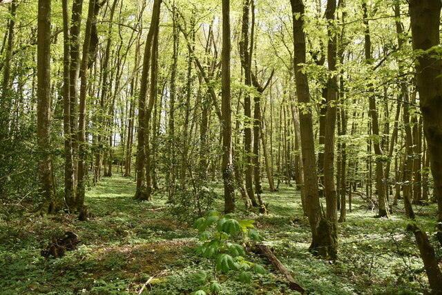 Marlpit Wood © N Chadwick cc-by-sa/2.0 :: Geograph Britain and Ireland