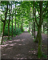 Tree lined footpath, Hawkwell