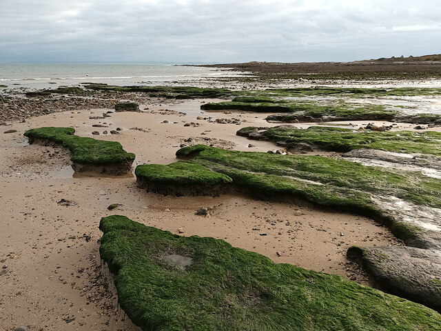 Vegetated rocks, Porth Einon beach