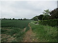 Wheat field, Buxhall Fen Street