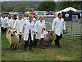 Leading the herd back from the display