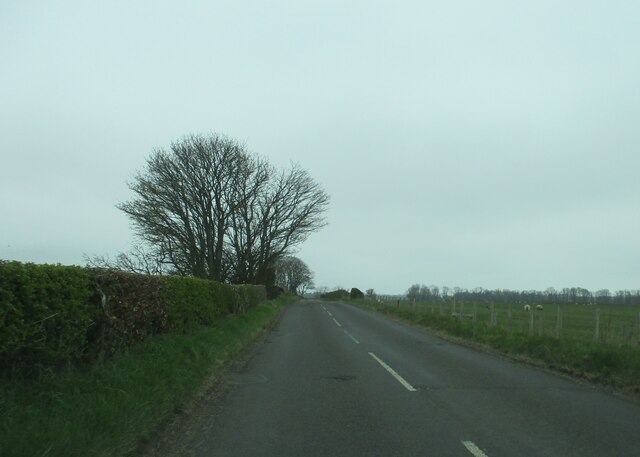 Sheep  pasture  alongside  road  to  Embleton