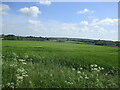 Barley field, Lower Layham